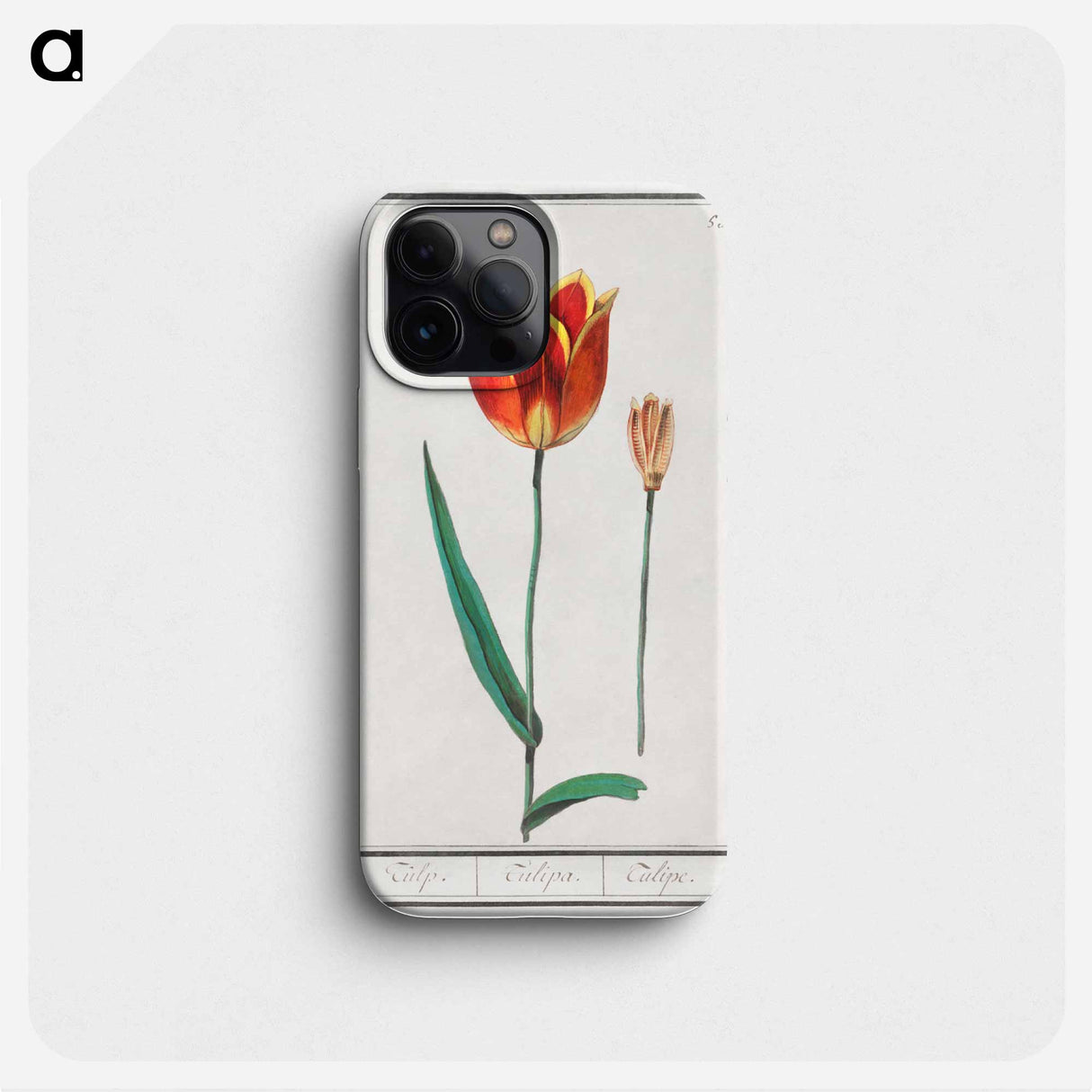 Tulip - アンセルムス ボエティウス デ ブート Phone Case.