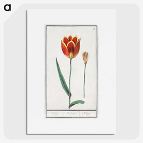 2-62_Anselmus-Boetius-de-Boodt_picture
