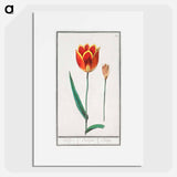 Tulip - アンセルムス ボエティウス デ ブート Poster.