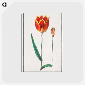 アートポストカード-Tulip - アンセルムス ボエティウス デ ブート Postcard.