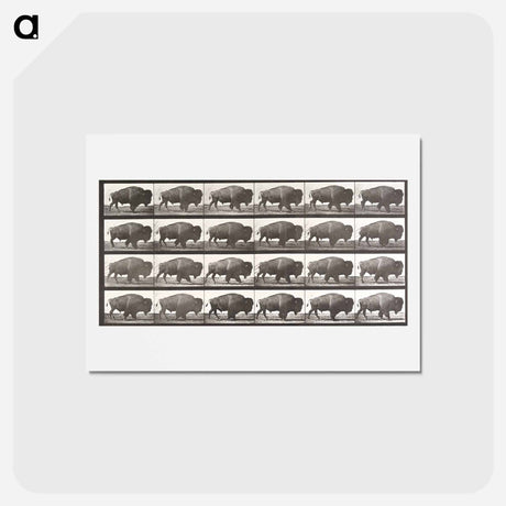 アートポストカード-Animal Locomotion Plate 699
 - エドワード マイブリッジ Postcard.