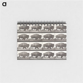 2-62_Eadweard-Muybridge_memo
