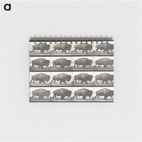 2-62_Eadweard-Muybridge_memo