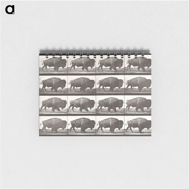 2-62_Eadweard-Muybridge_memo