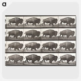 2-62_Eadweard-Muybridge_picture-crop