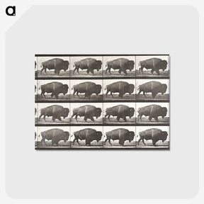 2-62_Eadweard-Muybridge_postcard