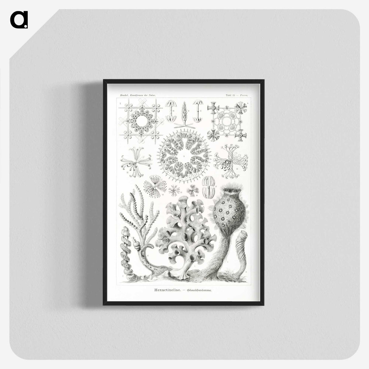 2-62_Ernst-Haeckel_blk-crop