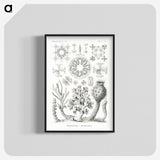 2-62_Ernst-Haeckel_blk-crop