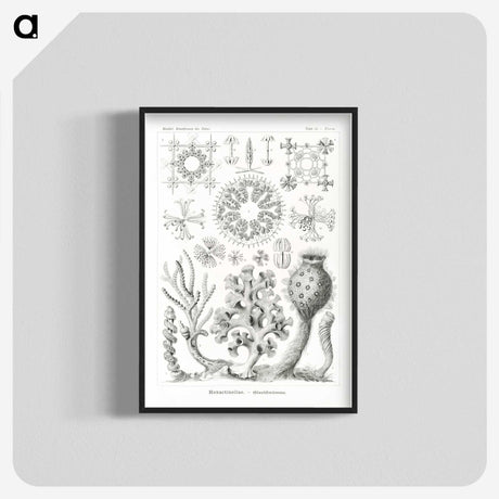 2-62_Ernst-Haeckel_blk-crop