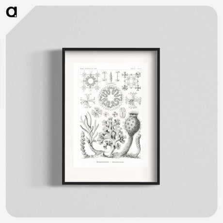 2-62_Ernst-Haeckel_blk