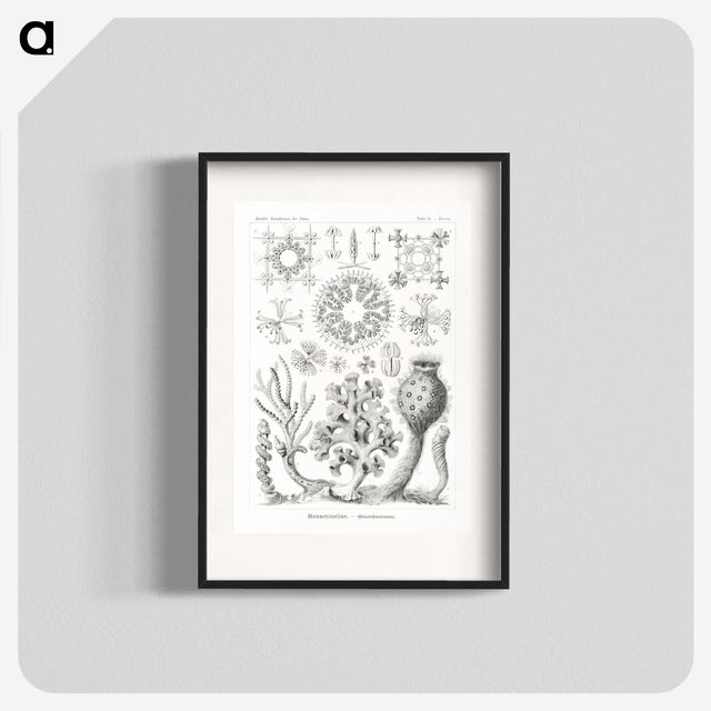 2-62_Ernst-Haeckel_blk