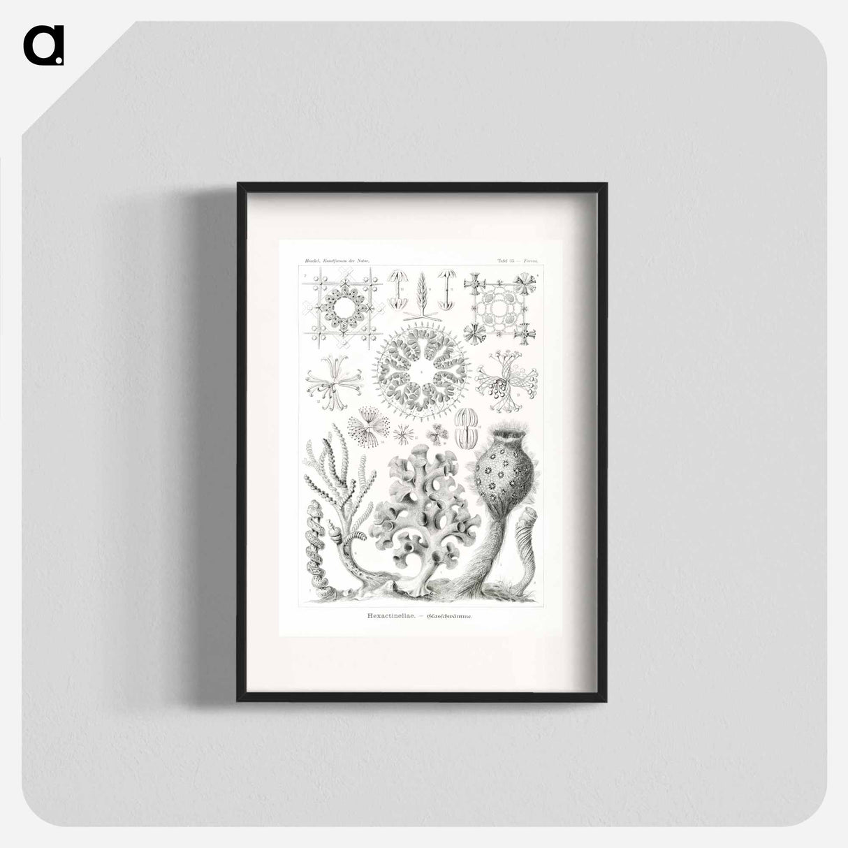 Hexactinellae–Glasschwämme - エルンスト ヘッケル Poster.