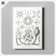 2-62_Ernst-Haeckel_canvas