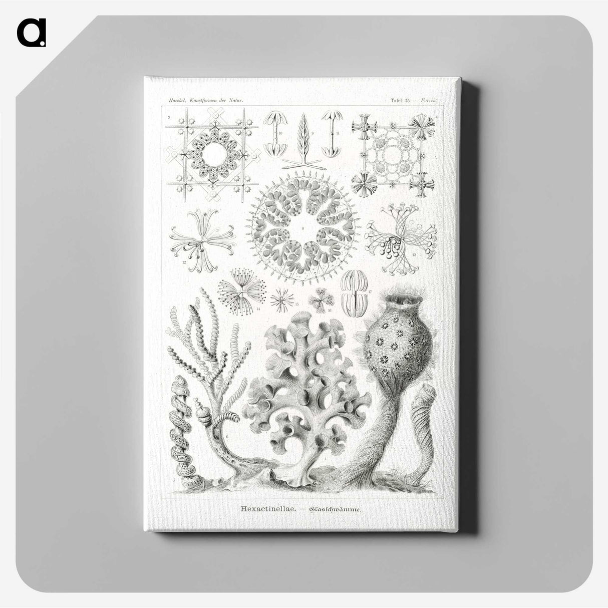 2-62_Ernst-Haeckel_canvas