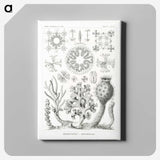 2-62_Ernst-Haeckel_canvas
