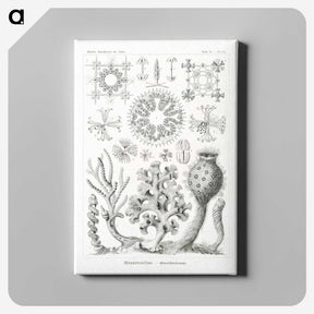 2-62_Ernst-Haeckel_canvas