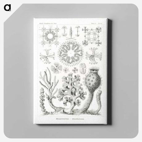 2-62_Ernst-Haeckel_canvas