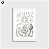 アートポストカード-Hexactinellae–Glasschwämme - エルンスト ヘッケル Postcard.
