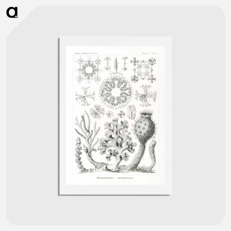 アートポストカード-Hexactinellae–Glasschwämme - エルンスト ヘッケル Postcard.