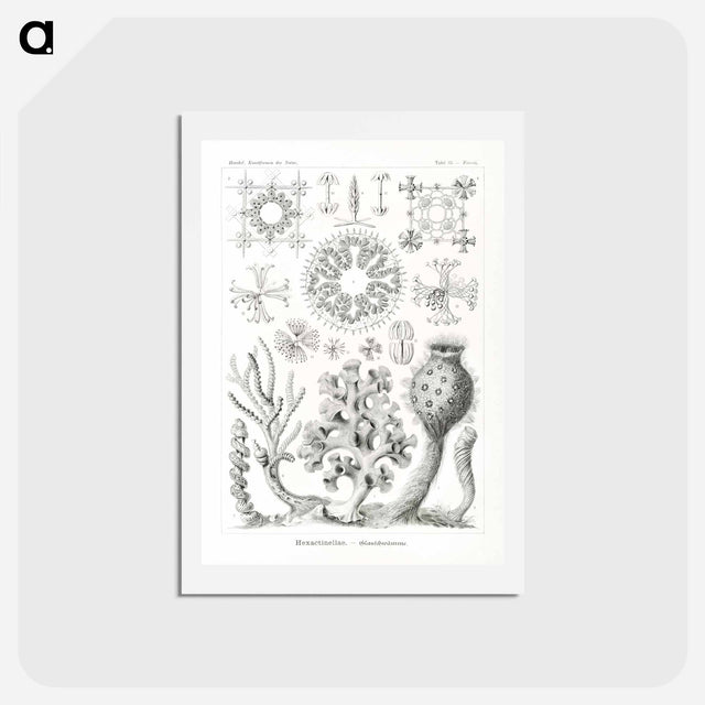 アートポストカード-Hexactinellae–Glasschwämme - エルンスト ヘッケル Postcard.