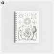 2-62_Ernst-Haeckel_memo