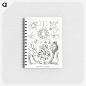 2-62_Ernst-Haeckel_memo