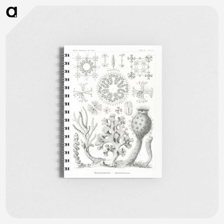 2-62_Ernst-Haeckel_memo