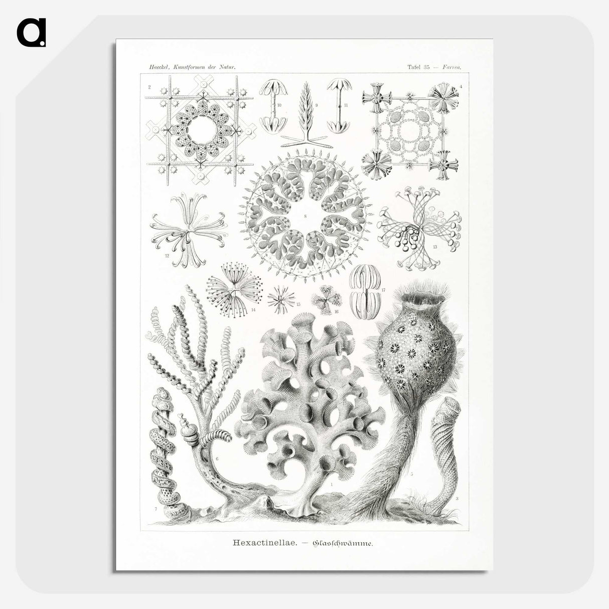 2-62_Ernst-Haeckel_picture-crop