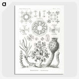 2-62_Ernst-Haeckel_picture-crop