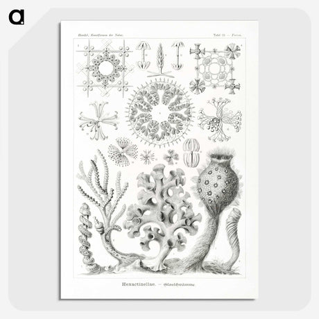 2-62_Ernst-Haeckel_picture-crop