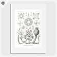 2-62_Ernst-Haeckel_picture