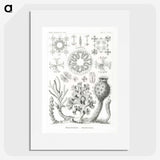2-62_Ernst-Haeckel_picture