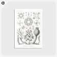 2-62_Ernst-Haeckel_postcard
