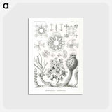 アートポストカード-Hexactinellae–Glasschwämme - エルンスト ヘッケル Postcard.