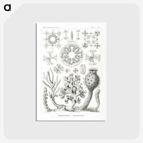 2-62_Ernst-Haeckel_postcard
