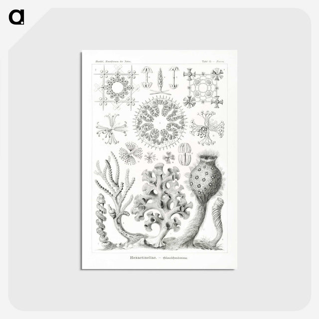 2-62_Ernst-Haeckel_postcard