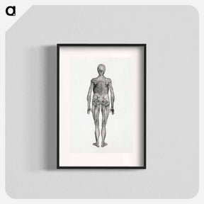 アートポスター-Human Figure, Posterior View
 - ジョージ スタッブス Poster.