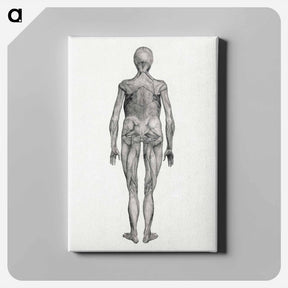 アートパネル-Human Figure, Posterior View
 - ジョージ スタッブス Canvas.