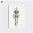 アートポストカード-Human Figure, Posterior View
 - ジョージ スタッブス Postcard.