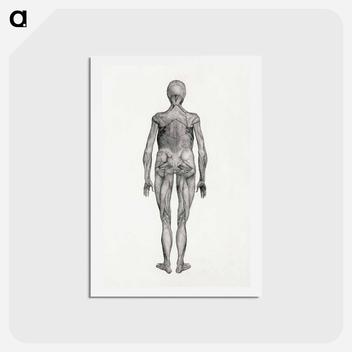 アートポストカード-Human Figure, Posterior View
 - ジョージ スタッブス Postcard.
