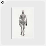 アートポストカード-Human Figure, Posterior View
 - ジョージ スタッブス Postcard.