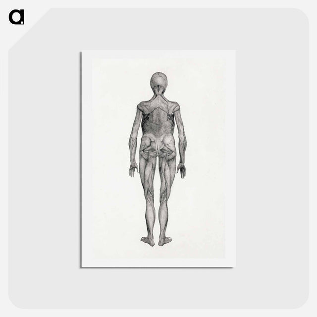 アートポストカード-Human Figure, Posterior View
 - ジョージ スタッブス Postcard.