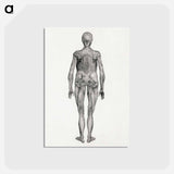 アートポストカード-Human Figure, Posterior View
 - ジョージ スタッブス Postcard.