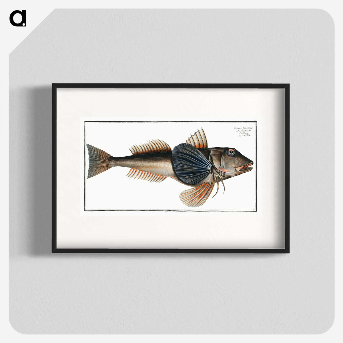 2-62_Ichtyologie-ou-Histoire-naturelle_blk
