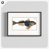 2-62_Ichtyologie-ou-Histoire-naturelle_blk