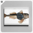 2-62_Ichtyologie-ou-Histoire-naturelle_canvas