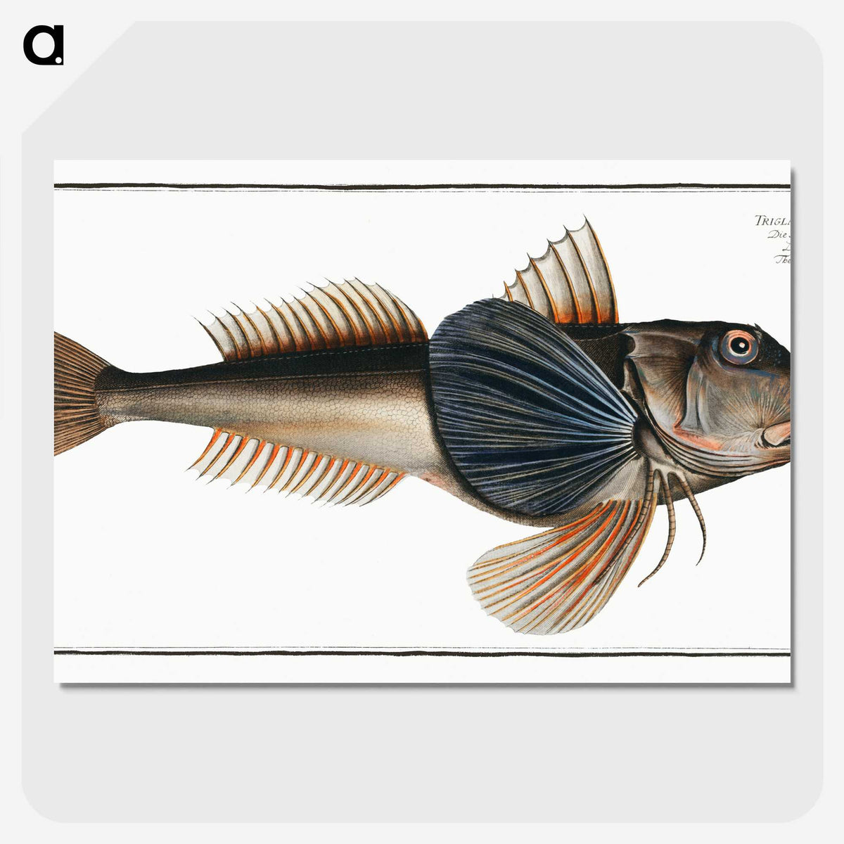 2-62_Ichtyologie-ou-Histoire-naturelle_picture-crop