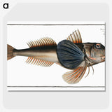 2-62_Ichtyologie-ou-Histoire-naturelle_picture-crop