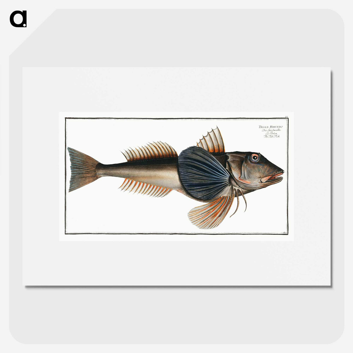 2-62_Ichtyologie-ou-Histoire-naturelle_picture
