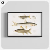 2-62_Indian-Zoology_blk-crop